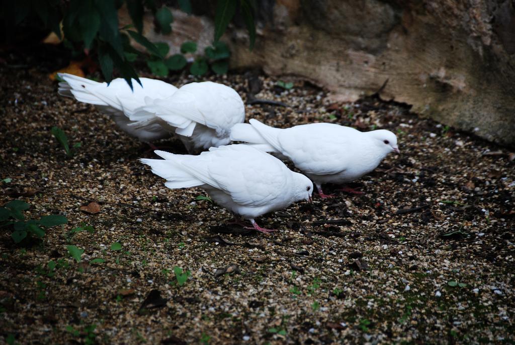 Jacobs Creek Retreat - Barossa Valley Tanunda Buitenkant foto